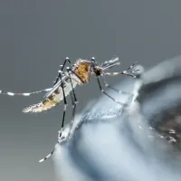 Mosquito drinking water