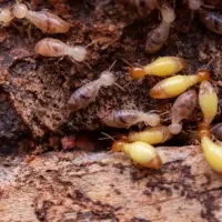 Termites