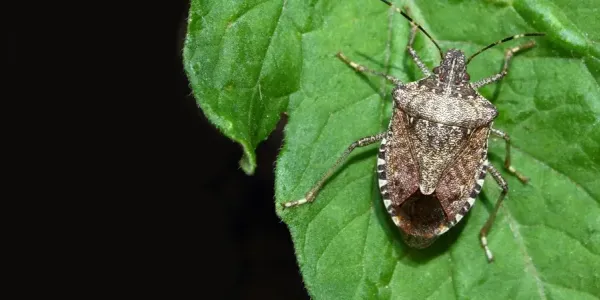 Brown Marmorated Stink Bug
