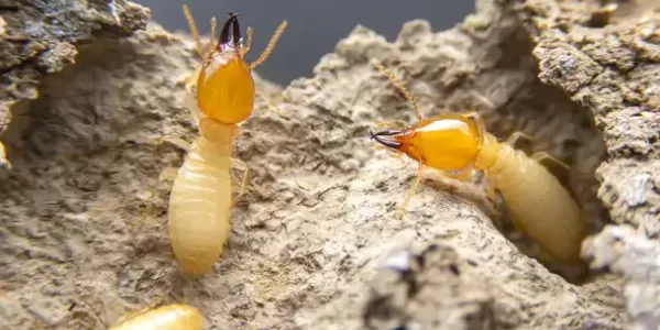 Termites