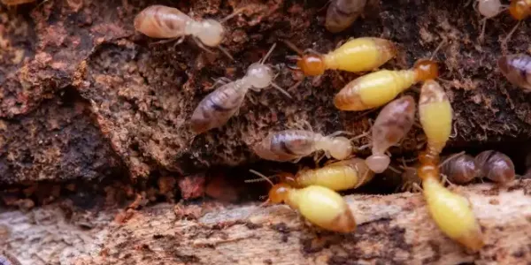 Termites